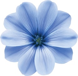 Blue Flower On White Background