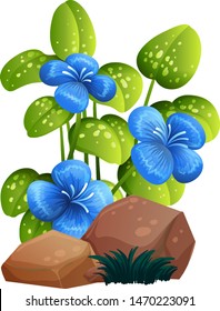 Blue flower and rocks on white background illustration