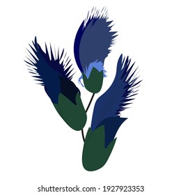 Flor azul, amigo sin abrir. Aislado sobre un fondo blanco.