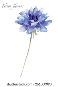 Blue flower, watercolor illustration isolated on white background