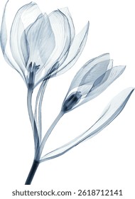 A blue flower with a white stem. The flower is in the middle of the image