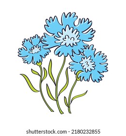 Blue flowers centaurea cyanus or cornflower isolated vector illustration