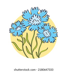 Blue flowers centaurea cyanus or cornflower vector illustration