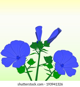 Blue Flowers Lavater.