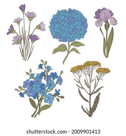 blue flowers on a white background. Vector flowers hydrangea, iris, forget-me-not