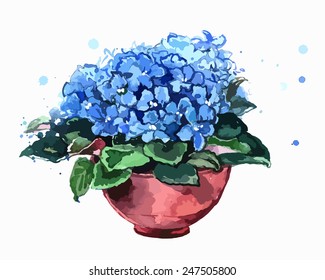 Blue flowers in a pot.  African violets. Spring flowers. Watercolor. This illustration is a great choice for Wedding, Birthday, Valentine, children book and magazine decoration. VECTOR.