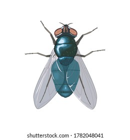 Blue Fly Animal Bugs and Insect Design
