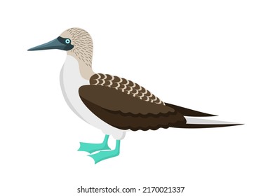 Blue footed booby bird isolated on a white background. Vector illustration in flat style