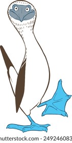 blue footed booby bird vector