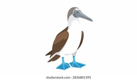 Blue Footed Booby Displaying Brilliant Turquoise Feet