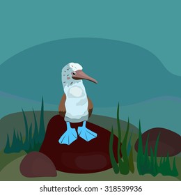 Blue footed booby standing on stone. 