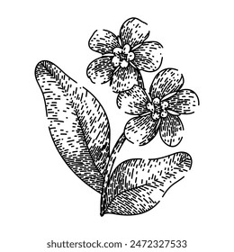 blue forget me not hand drawn. spring watercolor, drawing line, isolated botanical blue forget me not vector sketch. isolated black illustration
