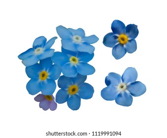 Blue forget me not spring flowers isolated on white background. Photo realism macro. Decorative elements for greeting cards, invitations. Vector set for your design.