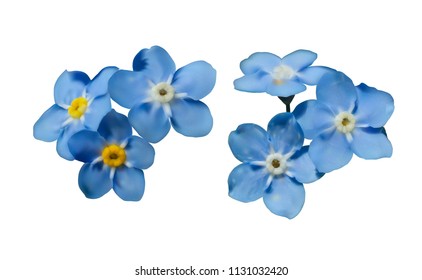 Blue forget me not spring flowers isolated on white background. Photo realism macro. Decorative elements for greeting cards, invitations. Vector set for your design.