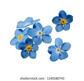 Blue forget me not spring flowers isolated on white background. Photo realism macro. Decorative elements for greeting cards, invitations. Vector set for your design.