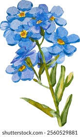 Azul esqueça-me-não flores e folhas. e desenhado vetor ilustração isolado no fundo branco, vetor EPS 10. Esqueça-me não clipart flor, ilustração vetor isolado. Escorpião, miosite