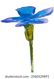 Azul esqueça-me-não flores e folhas. e desenhado vetor ilustração isolado no fundo branco, vetor EPS 10. Esqueça-me não clipart flor, ilustração vetor isolado. Escorpião, miosite