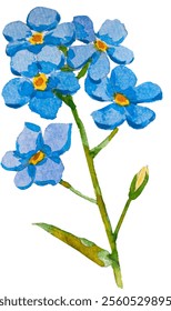 Blaue Vergissmeinnicht-Blumen und Blätter. und gezeichnete Vektorgrafik einzeln auf weißem Hintergrund, Vektor EPS 10. Vergessen Sie mich nicht Blumenclipart, einzelne Vektorgrafik. Skorpiongräser, Myosotis