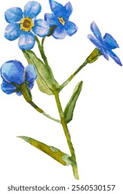 Azul esqueça-me-não flores e folhas. e desenhado vetor ilustração isolado no fundo branco, vetor EPS 10. Esqueça-me não clipart flor, ilustração vetor isolado. Escorpião, miosite