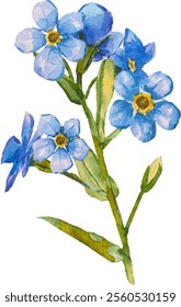 Azul esqueça-me-não flores e folhas. e desenhado vetor ilustração isolado no fundo branco, vetor EPS 10. Esqueça-me não clipart flor, ilustração vetor isolado. Escorpião, miosite