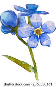 Azul esqueça-me-não flores e folhas. e desenhado vetor ilustração isolado no fundo branco, vetor EPS 10. Esqueça-me não clipart flor, ilustração vetor isolado. Escorpião, miosite