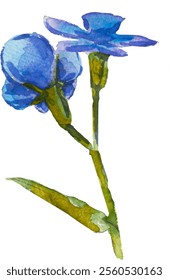 Azul esqueça-me-não flores e folhas. e desenhado vetor ilustração isolado no fundo branco, vetor EPS 10. Esqueça-me não clipart flor, ilustração vetor isolado. Escorpião, miosite