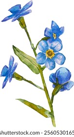 Blaue Vergissmeinnicht-Blumen und Blätter. und gezeichnete Vektorgrafik einzeln auf weißem Hintergrund, Vektor EPS 10. Vergessen Sie mich nicht Blumenclipart, einzelne Vektorgrafik. Skorpiongräser, Myosotis