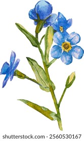 Azul esqueça-me-não flores e folhas. e desenhado vetor ilustração isolado no fundo branco, vetor EPS 10. Esqueça-me não clipart flor, ilustração vetor isolado. Escorpião, miosite