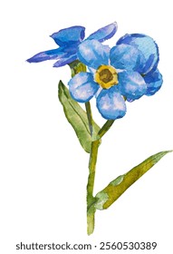 Blaue Vergissmeinnicht-Blumen und Blätter. und gezeichnete Vektorgrafik einzeln auf weißem Hintergrund, Vektor EPS 10. Vergessen Sie mich nicht Blumenclipart, einzelne Vektorgrafik. Skorpiongräser, Myosotis