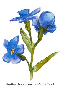 Azul esqueça-me-não flores e folhas. e desenhado vetor ilustração isolado no fundo branco, vetor EPS 10. Esqueça-me não clipart flor, ilustração vetor isolado. Escorpião, miosite