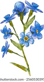 Azul esqueça-me-não flores e folhas. e desenhado vetor ilustração isolado no fundo branco, vetor EPS 10. Esqueça-me não clipart flor, ilustração vetor isolado. Escorpião, miosite