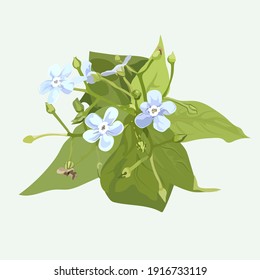 Blue forget-me-nots, found in the forest and field. Small flowers, green leaves on a white background.