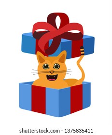 blue gift box with cat inside