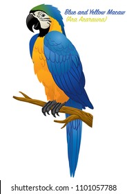 Blue And Gold Macaw Bird