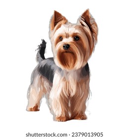 Blue gold Yorkshire terrier dog. Isolated cutout on a transparent background