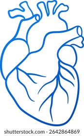 Blue gradient outline human heart. Isolated cardio vector element. Cardiovascular design for health infographics, educational materials, science presentations, apps, and web graphics. 