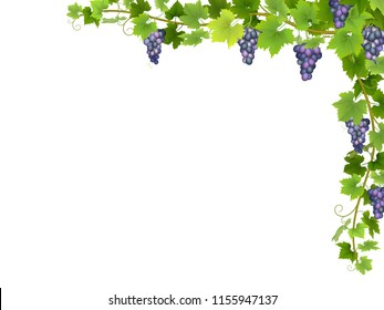 Blue grape branch in corner.