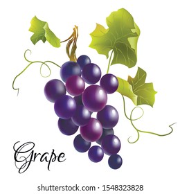 Blue grape branch. Vector illustration.