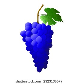 Blue Grape bunch with berries and leaves isolated on white background. For nature or healthy vitamin food design. Vector illustration.