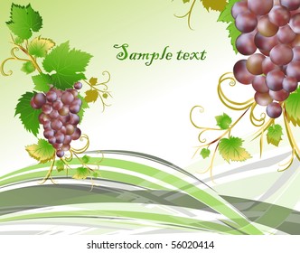 Blue grape cluster with leaves. vector