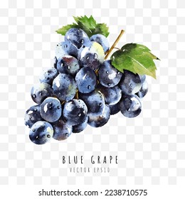 blue grape hand drawn watercolor painting isolated on white background.  Vector illustration