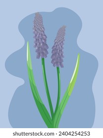 Blue Grape Hyacinth Flower Isolated on Blue Background. Vector Illustration
