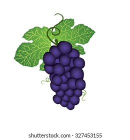 Blue grape with leaf isolated on white background