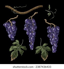 Blue grapes branches isolated. Vector