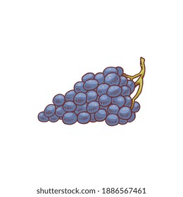 Blue grapes bunch - cartoon drawing isolated on white background. Fresh berry fruit pf Concord or Bangalore wine type, vector illustration.