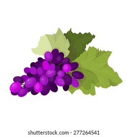Blue grapes. A bunch of fresh grapes. Vector illustration of fruit isolated.