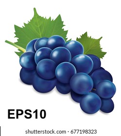 Blue grapes bunch. Vector illustration