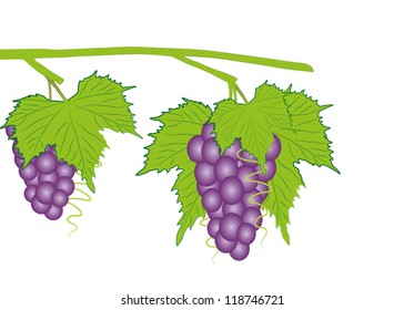 blue grapes vector