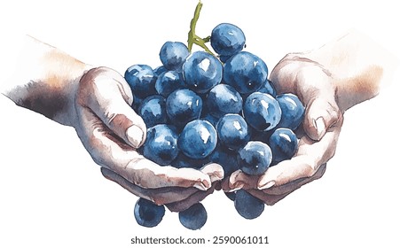 Blue Grapes Watercolor Painting in Hands vector illustration