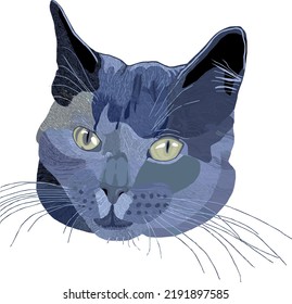 Blue gray cat with yellow eyes